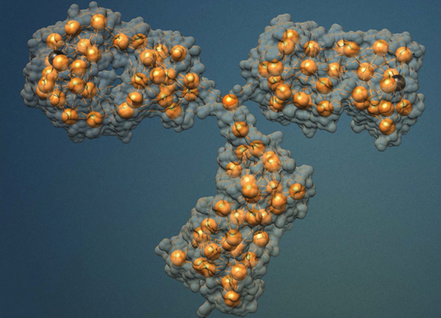 three-dimensional atomic structure of an antibody