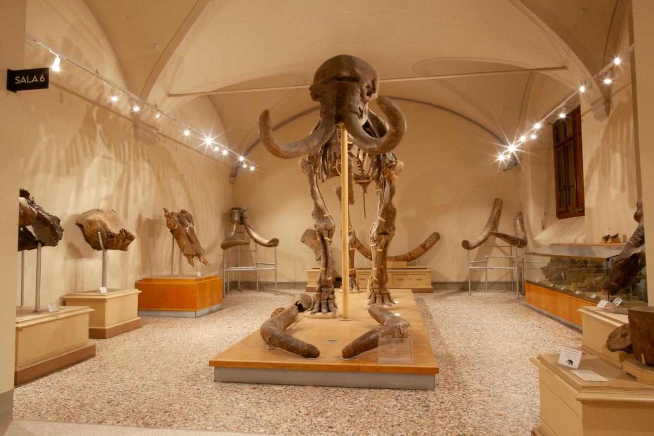 Mammuthus meridionalis