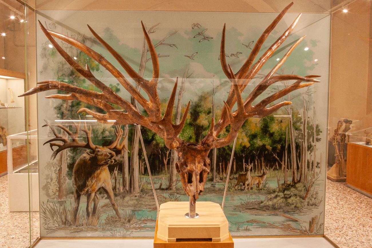 Un cranio di Eucladoceros (cervide)
