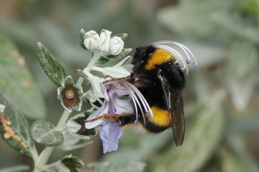Un esemplare di Bombus terrestris
