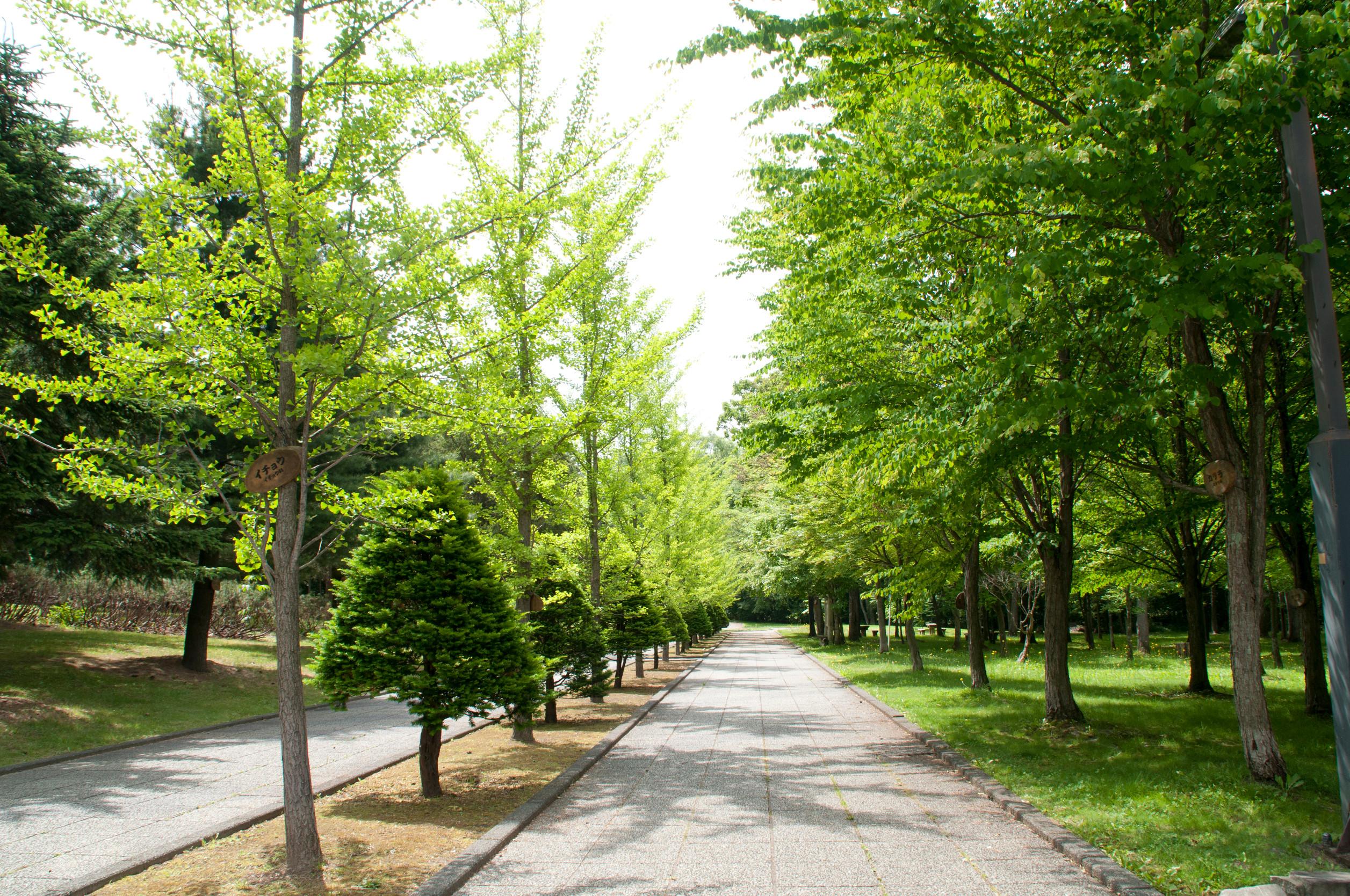 aree verdi alberi
