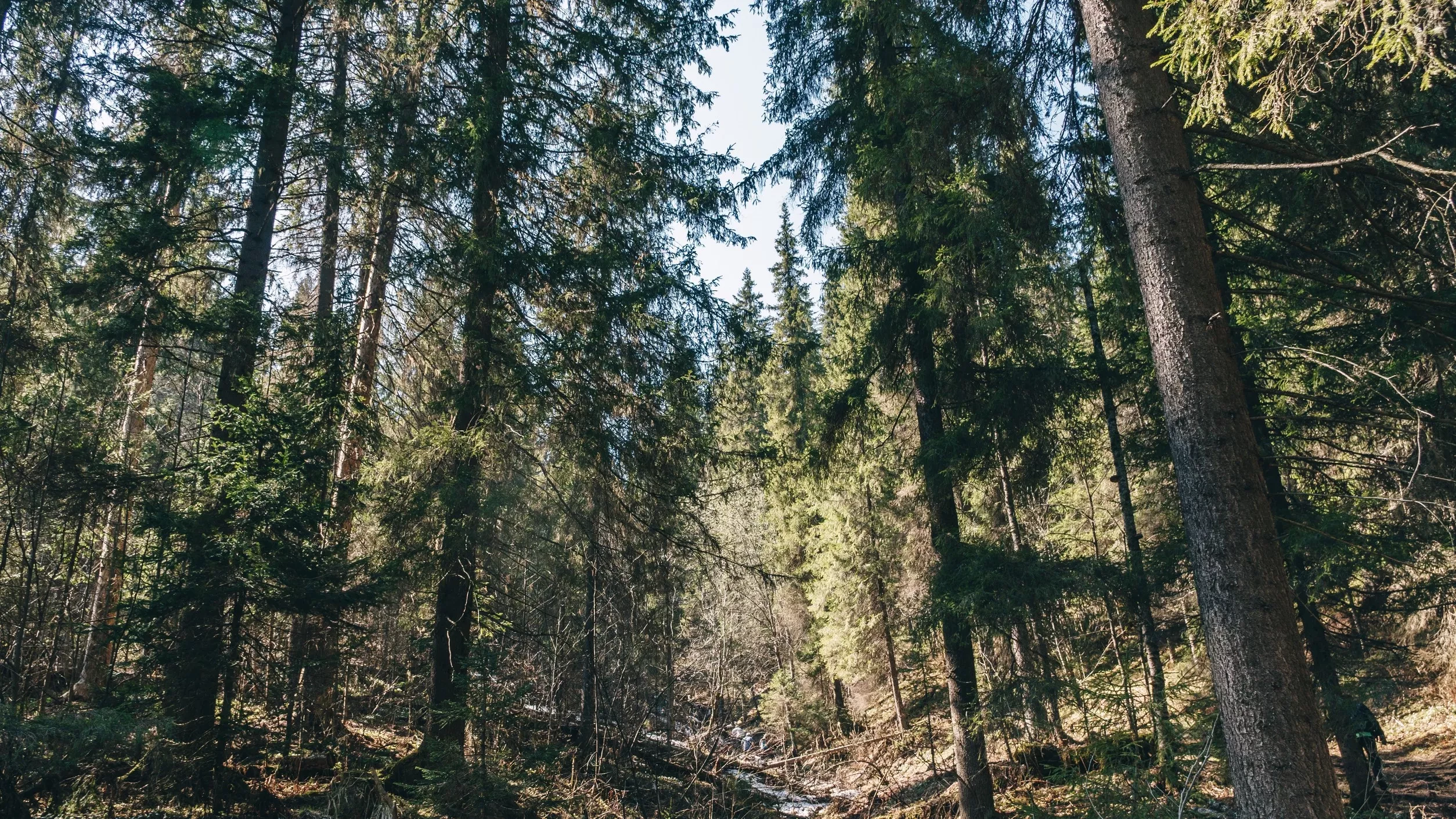 Foresta