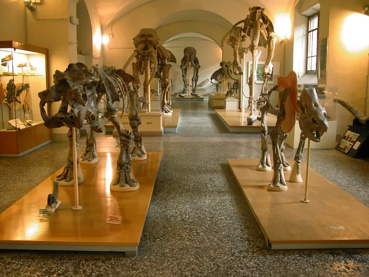 Collezione di mammiferi fossili al Museo di Paleontologia