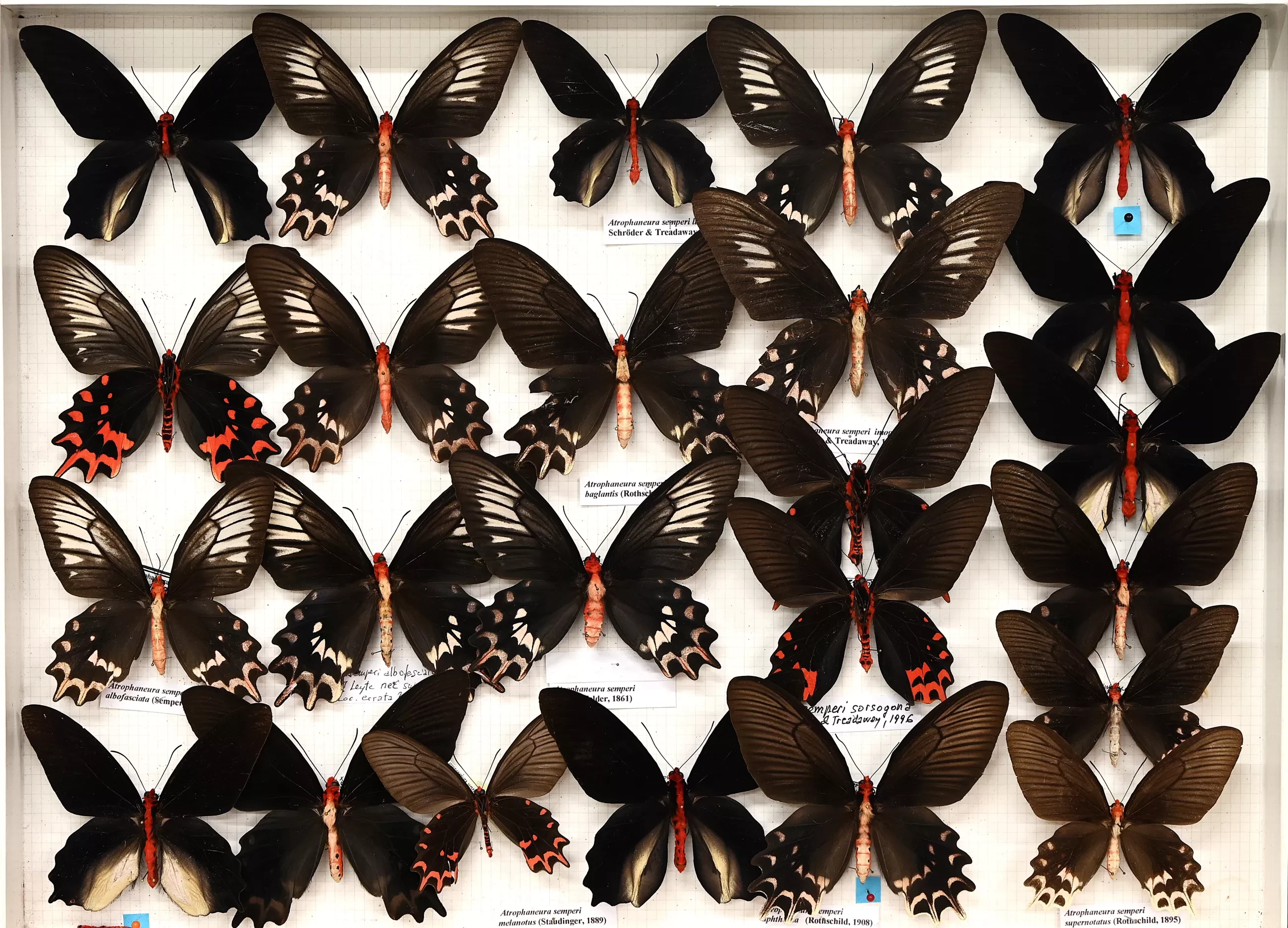 Nuova collezione lepidotteri Sbordoni