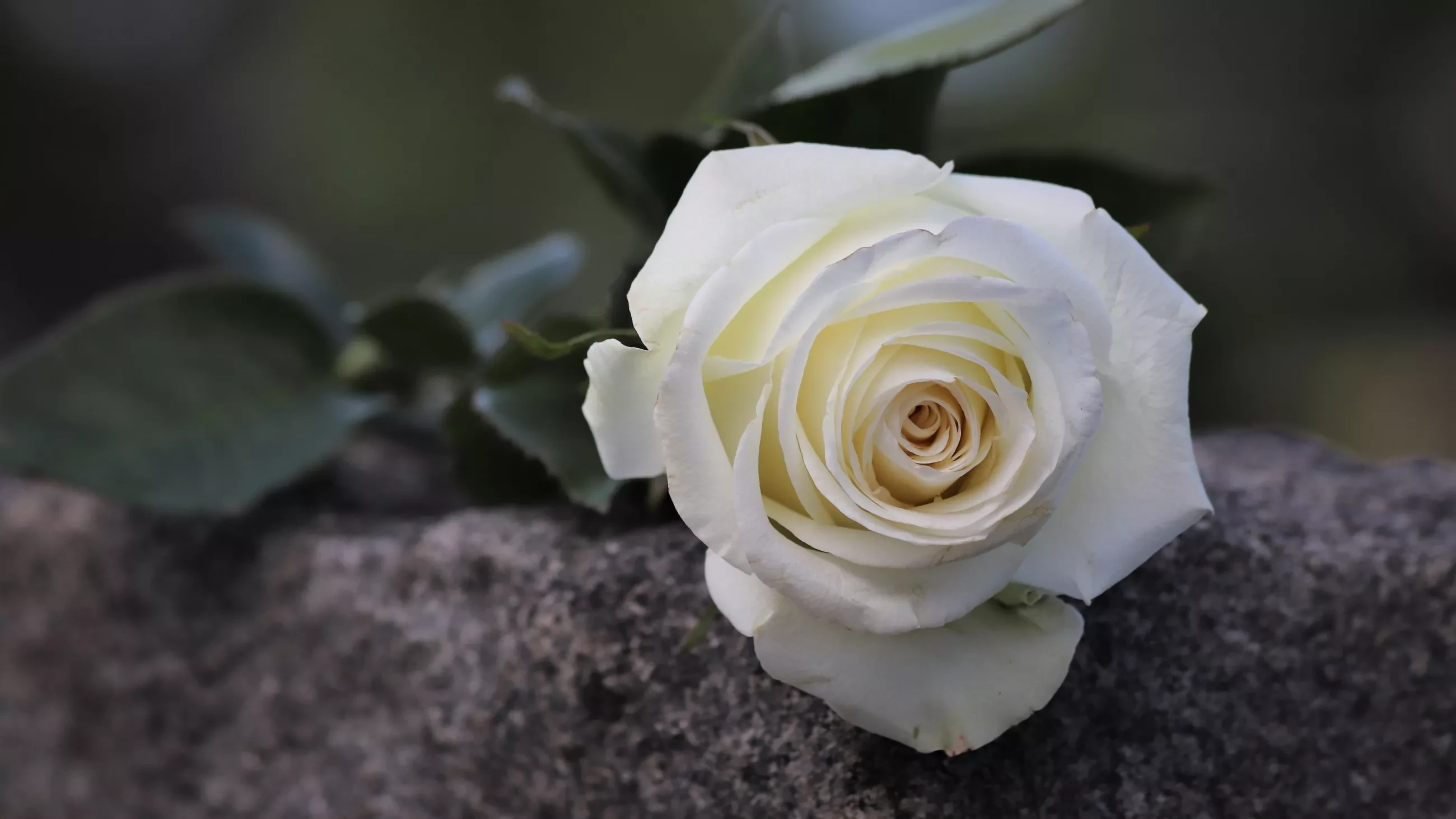 rosa bianca per cordoglio
