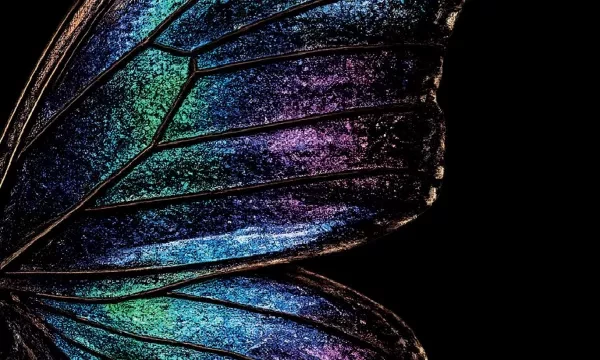 Il Dipartimento di Fisica e Astronomia ospita Andrew Parker per un incontro dedicato al rapporto tra natura, tecnologia, luce e colore