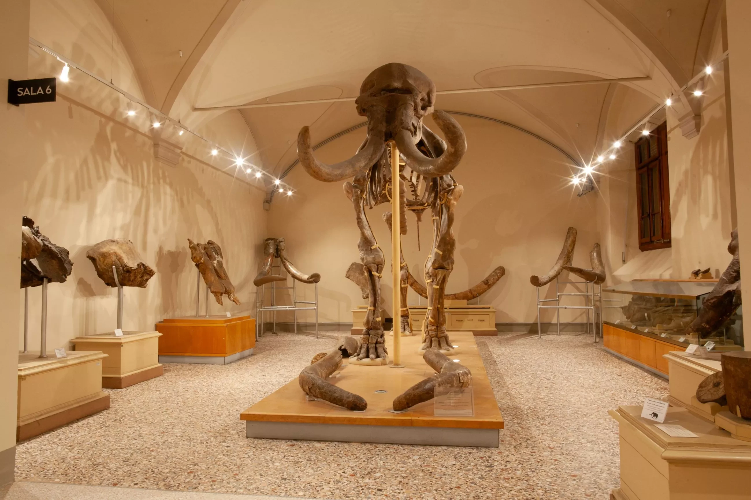 Mammuthus meridionalis