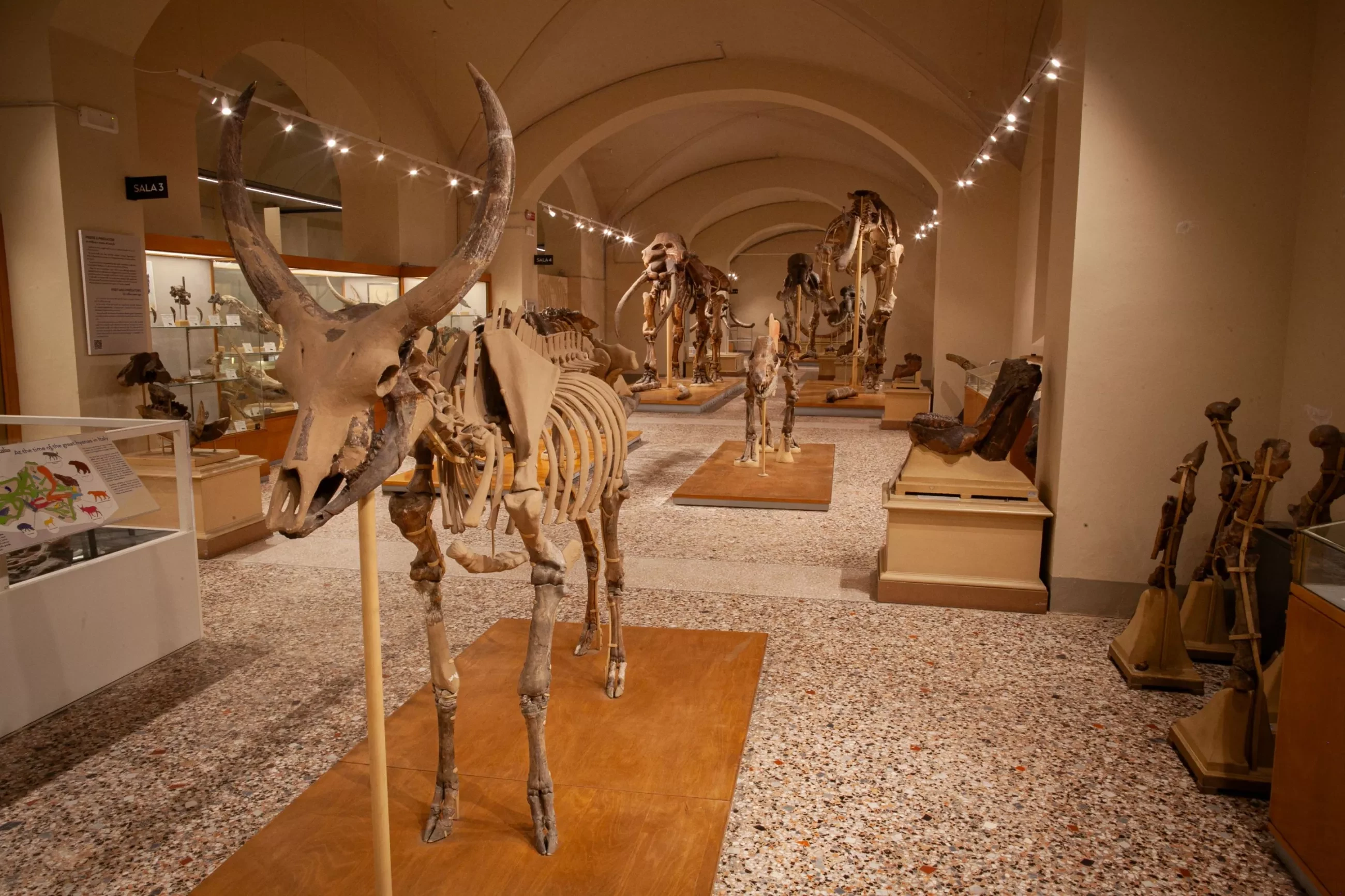 galleria dei vertebrati del Valdarno