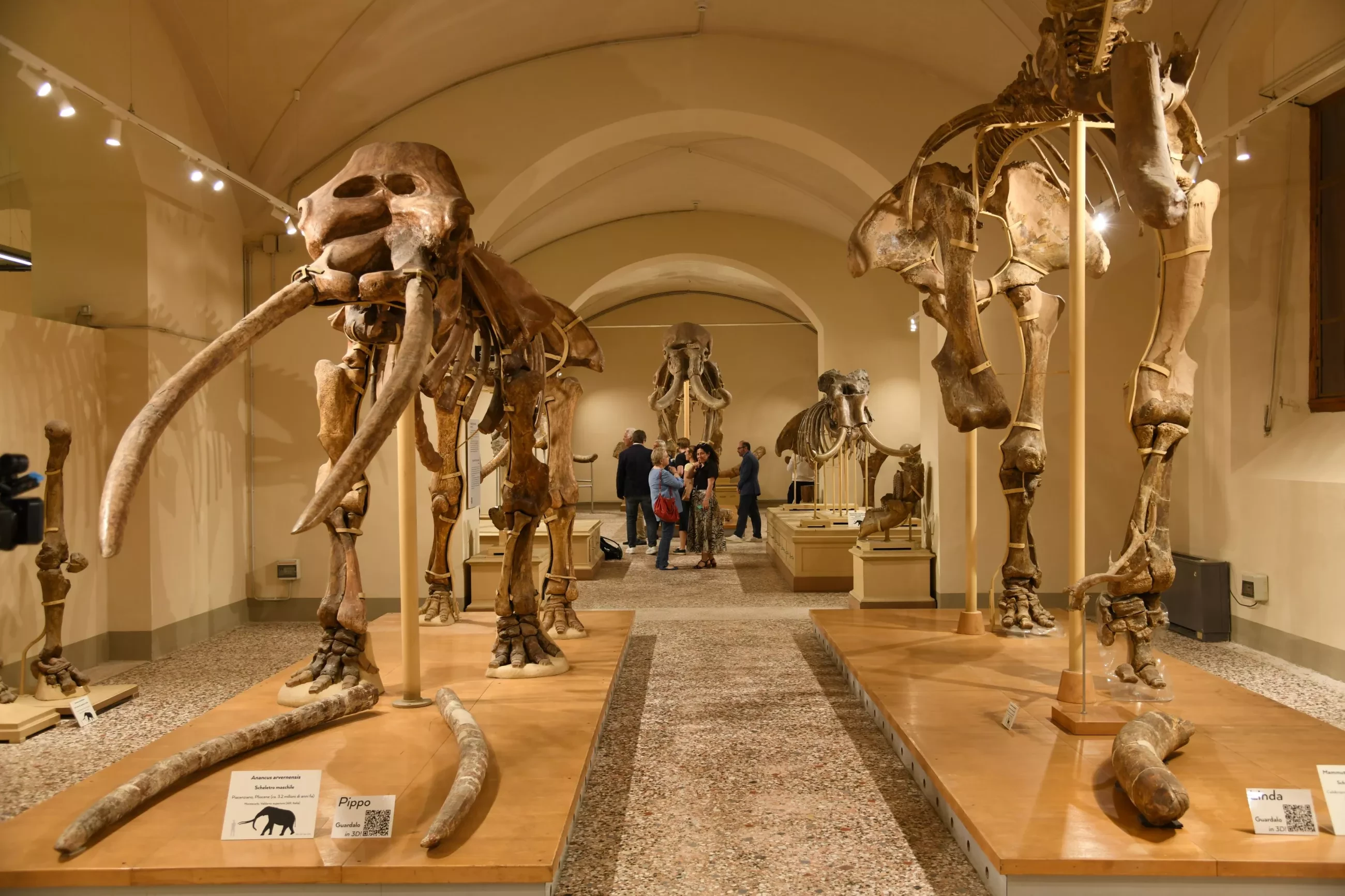 La galleria dei vertebrati del Valdarno