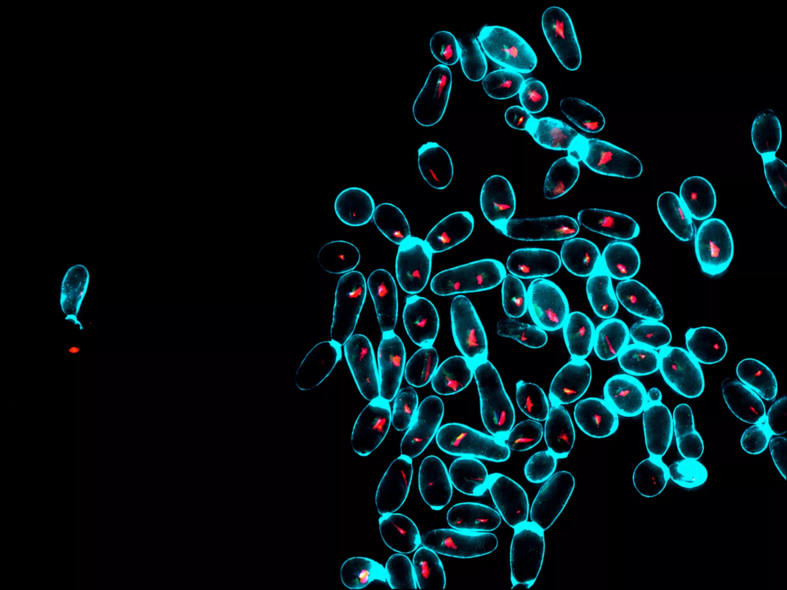 un'immagine al microscopio a fluorescenza di lieviti di Saccharomyces cerevisiae dello yaghnob cresciuti su galattosio (test del funzionamento mitocondriale)