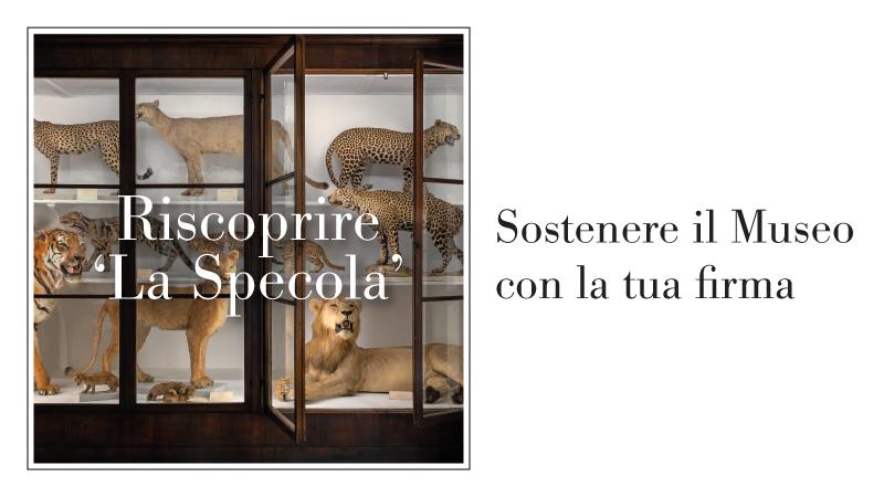 Sostenere il Museo della Specola con la tua firma
