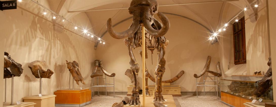 Museo di Geologia e Paleontologia