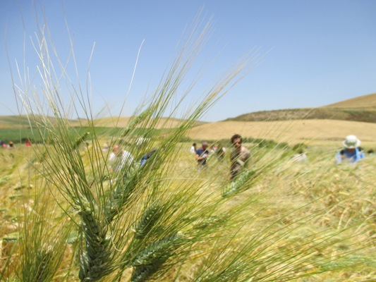  campi sperimentali per la prova di varietà antiche di grano in Sicilia