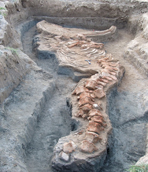 Museo di Storia Naturale, la balena scavo a Orciano Pisano
