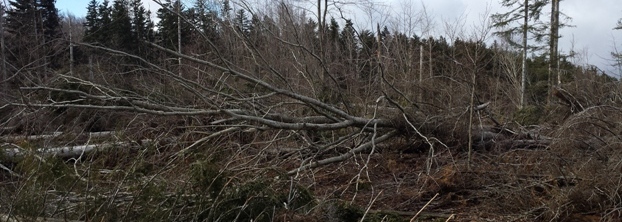 alberi distrutti in toscana