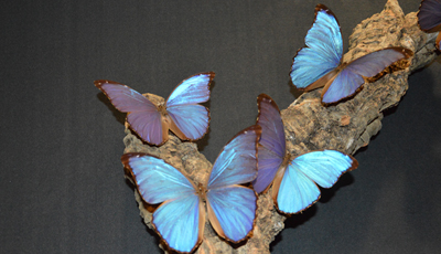 Farfalle morpho_godarti, mostra 