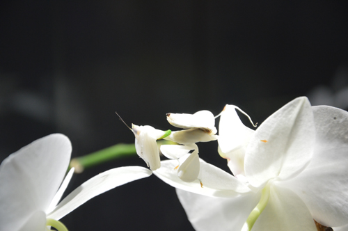 Mantide orchidea